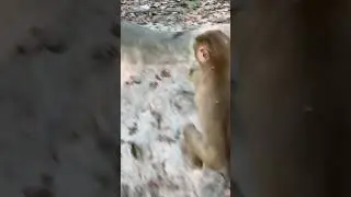 Amazingly intelligent monkeys Cambodia 🇰🇭 #amazing #intelligent #cambodia a#world