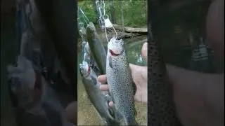 #rainbow #trout #fishing #cleaning #cooking
