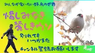 さようなら　ウソ　またどこかで　きっと会いたいね