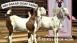 ABU BAKAR GOAT FARM EID 2026 BOOKING SOJAT GOAT | GUJARAT