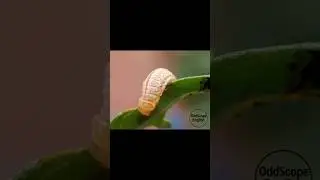 Looks Cute But What&rsquo;s It Doing? &ndash;Mexican Beetle #shorts #mexicanbeetle # #insects #america #english