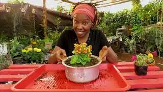 💃 Transplanting a Plant after purchase -  Bush Slipperwort 🌼