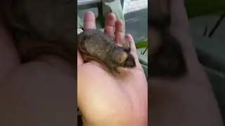 Голые мышки #сатиновыемышки #mouselife