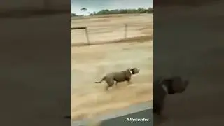 independent 🇮🇳 day song indian army dog running army song #pitbull #bulldog #dog #labrador #puppy