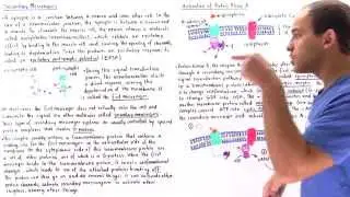 Secondary Messenger Systems