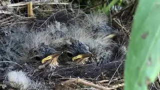 Grey Wagtail chicks parents feed & do important toiletry care