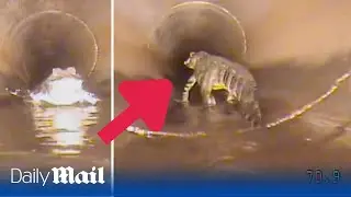 Funny moment robot chases 5ft alligator inside Florida sewage system