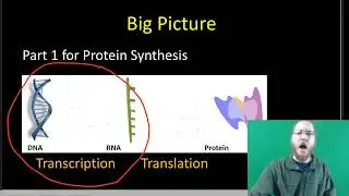 Transcription