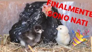 CHIOCCIA con i PULCINI --- VLOG AGRICOLO ---- INCUBATRICE NATURALE