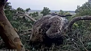 Kaljukotkas~Helju is eating the rest from the egg  & behavior afterwards~6:27 am 2025/03/21