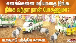 ”எனக்கென்ன மரியாதை இங்க.. நீங்க வந்தா நான் போகணுமா?” படாதபாடு படுத்திய காளை..