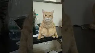 Этот кот устроен по-другому 😹💀 #шорты