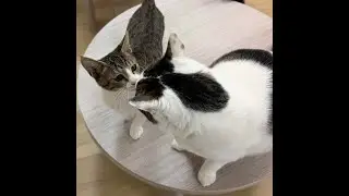 ねこオアシスオハナ　2026.1.18