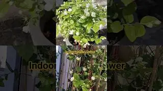 indoor Jasmine #garden #trending #youtubeshorts #viralshort