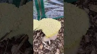 Dog Vomit Slime Mold. Horrible name but kinda cool.