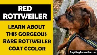 Red Rottweiler: Learn About This Gorgeous Rare Rottweiler Coat Color