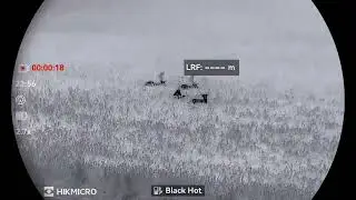 Fallow Deer Hikmicro Falcon FQ50 2.0