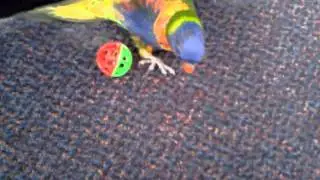 Leave the bird alone