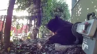 How to lure a 525-lb bear out of your crawl space!