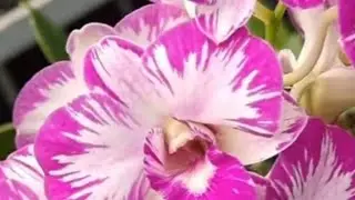 Chớp bình dân ngày 13/01/2026 @tuanhoalan.1 