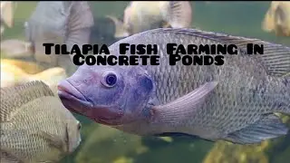 Tilapia Fish Farming In Concrete Ponds