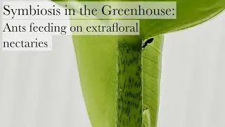 Symbiosis in the Greenhouse: ants feeding on extrafloral nectaries
