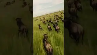 The great wildbeast migration #masaimara #serengetimigration