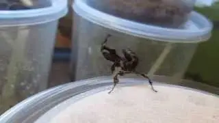 Ghost Praying Mantis Info