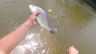 Multispecies River Fishing