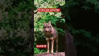 wolf  #wolf #trending #nature #animals #viralwolf #viralshorts #bhediya