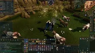 Cows OP