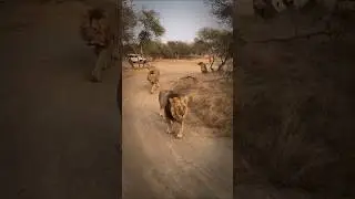 sasan gir #sasangir #shorts #lion #lions #nationalpark #widelife #junglesafari #sasangirforest