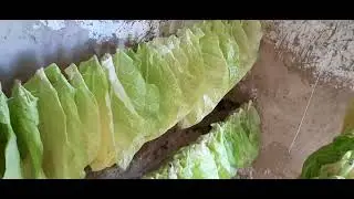 Табак 4 июля...