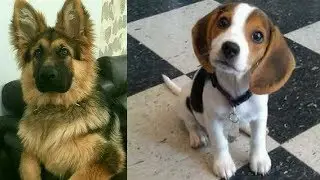 Funny Dogs Video Compilation 2018