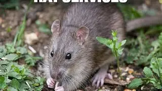 Rat Control Service Program