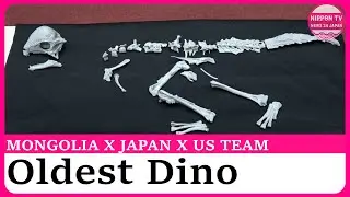 World&rsquo;s oldest fossil of dome-headed dinosaur discovered in Mongolia