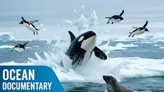 FROZEN SEAS | The Enchanting Wilderness of the Icy Ocean