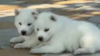 Rare White Husky Puppy 🐾 | Unbelievable Beauty&rdquo;#guardiansofloyalty #puppy #wolf #jungle 