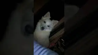#bollywood #music #song #tseries #funny #love #comedy #dogs #shortvideo