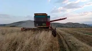 ZMAJ 142 ZETVA PSENICE 2024 MITE TRANS