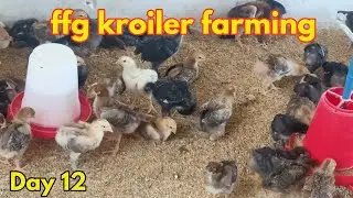 ffg Kroiler Farming Day 12 | CG Poultry farming