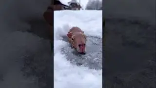Baby capybara rescued from cold water Blizzard #animals #capybara