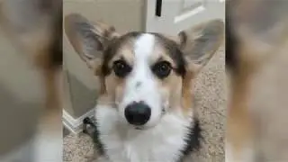 Corgi Barking - Corgi Puppy Won't Stop Barking