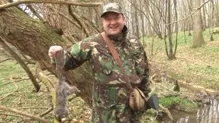 Hunting squirrels with a shotgun in Sussex