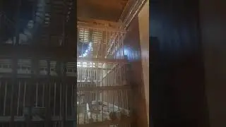 طياريات وندهات بلابل لتحريك الخام القافل بلبول مطوعي لا تنسى الاشتراك في القناة لطفآ
