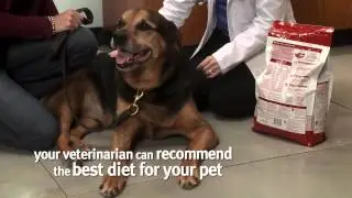 Banfield Pet Hospital - Creating a Weight Loss Plan for Your Pet