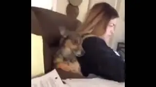 Dog's are also afraid of corona virus