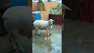 Cute sheep 🐑❤️ #shorts #sheep #lamb
