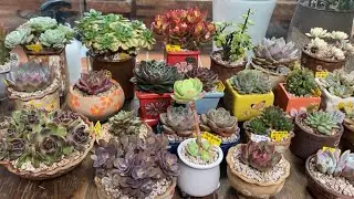 거실에서 저면관수하기. 마른 다육이들 물을 듬뿍 주었어요. 거실에 다육이들이 점점 많아지고 있어요~~~~~^^