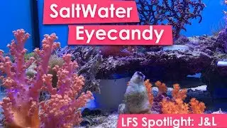 LFS Tour - Saltwater Fish and coral eye Candy! - j&l aquatics